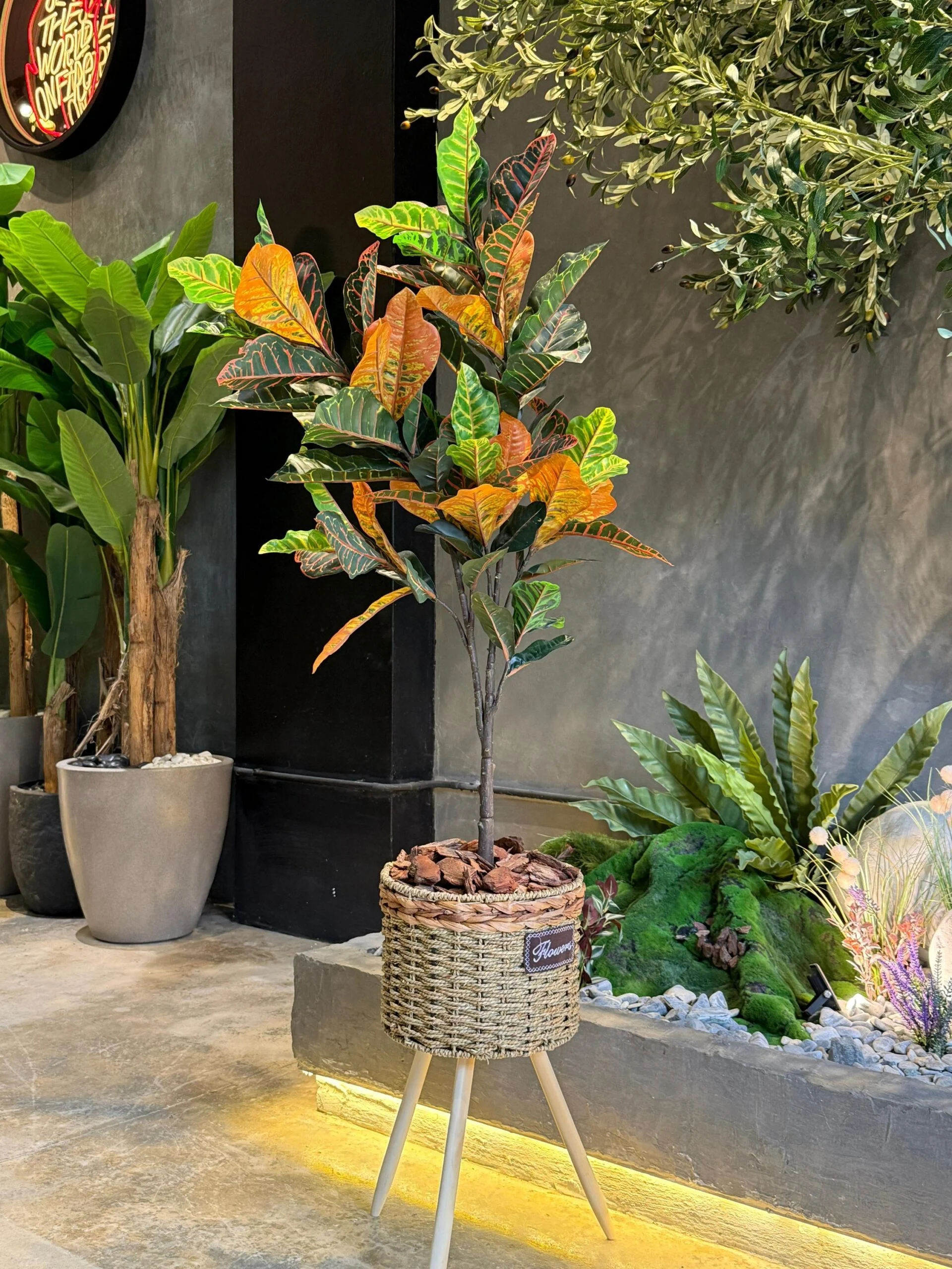 Croton 110 cm