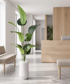Banana Plant styled in an interior — Neon Jungle Studios