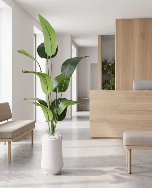 Banana Plant styled in an interior — Neon Jungle Studios