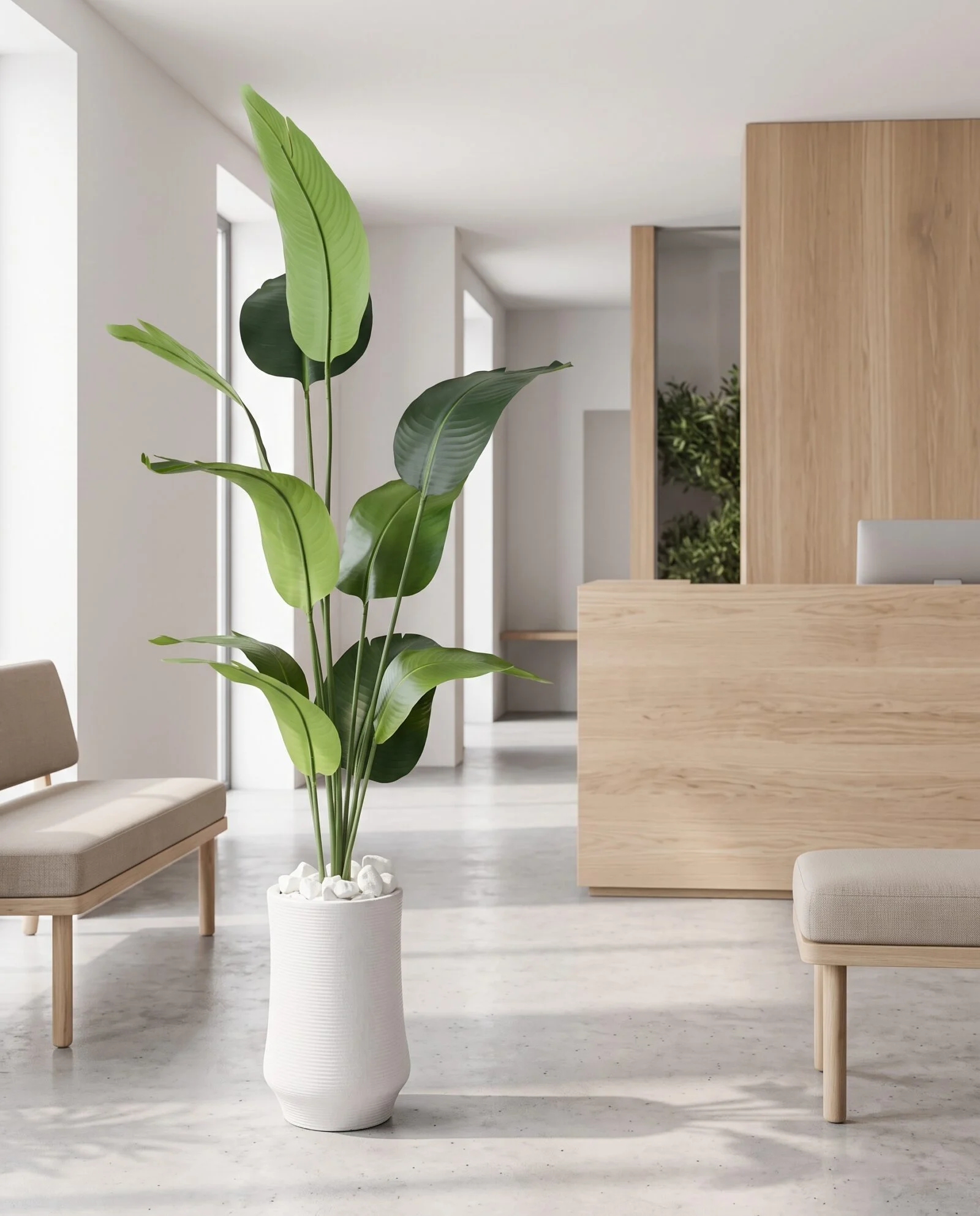 Banana Plant styled in an interior — Neon Jungle Studios