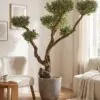 Custom Olive Bonsai 170x170 cm styled in an interior — Neon Jungle Studios