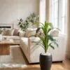 Dracaena Frangrans 80 cm styled in an interior — Neon Jungle Studios