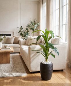 Dracaena Frangrans 80 cm styled in an interior — Neon Jungle Studios