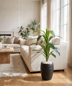 Dracaena Frangrans 80 cm styled in an interior — Neon Jungle Studios