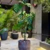 Monstera Deliciosa 160 cm