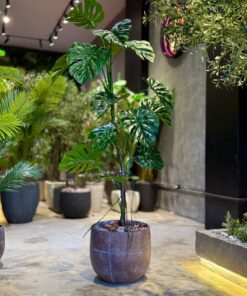 Monstera Deliciosa 160 cm (🚫without pot)