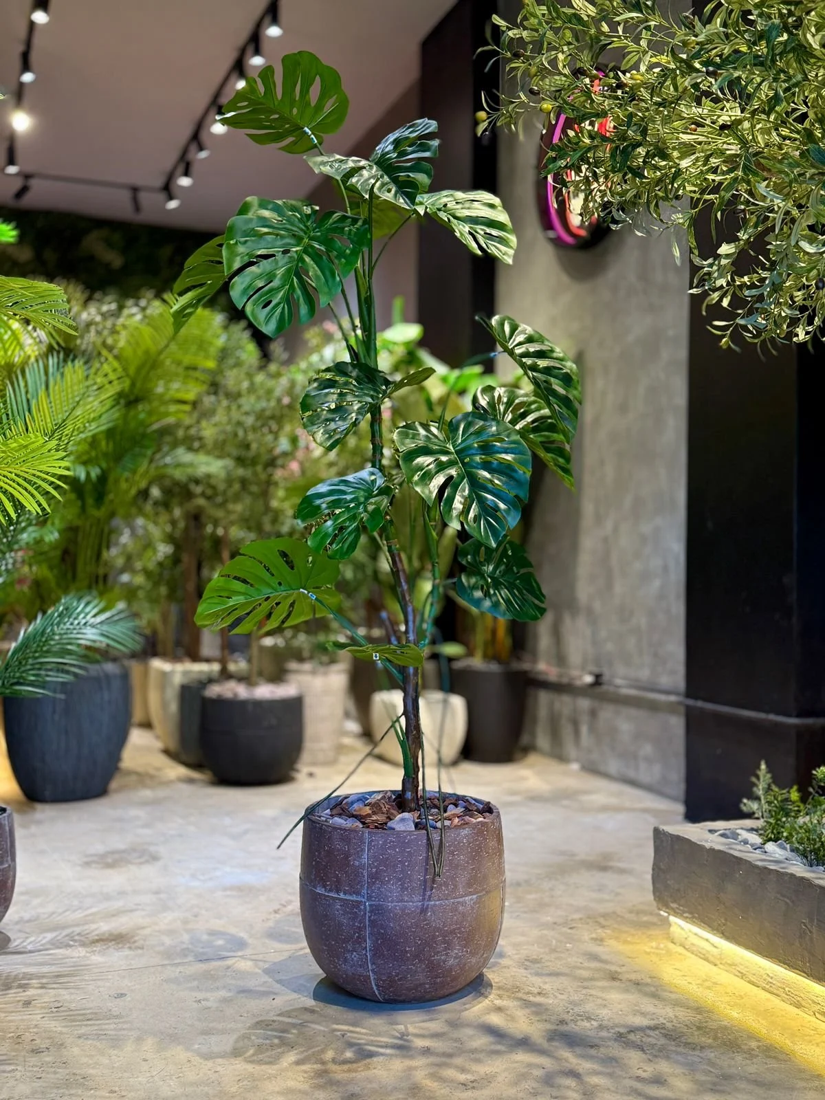 Monstera Deliciosa 160 cm