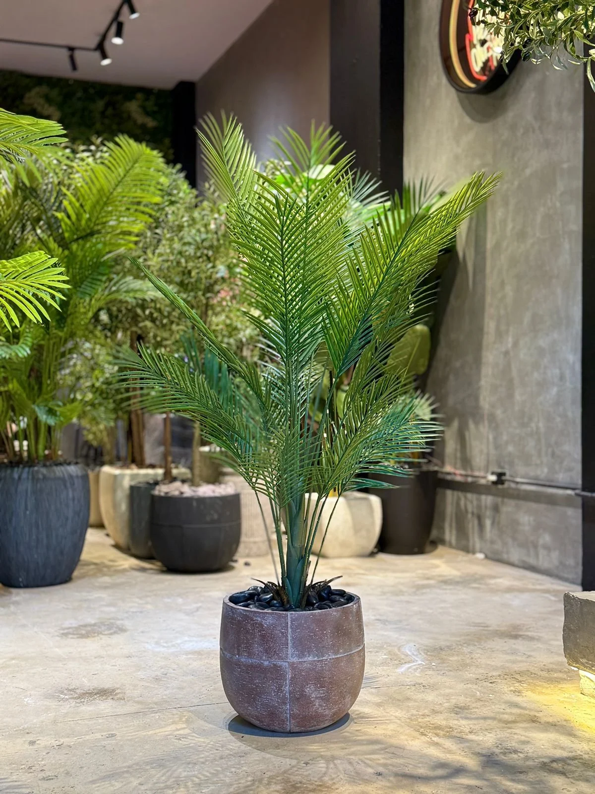 Plante Areca 110 cm