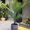 Plante Areca 110 cm
