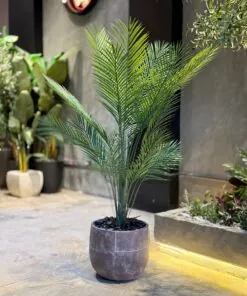 Plante Areca 110 cm