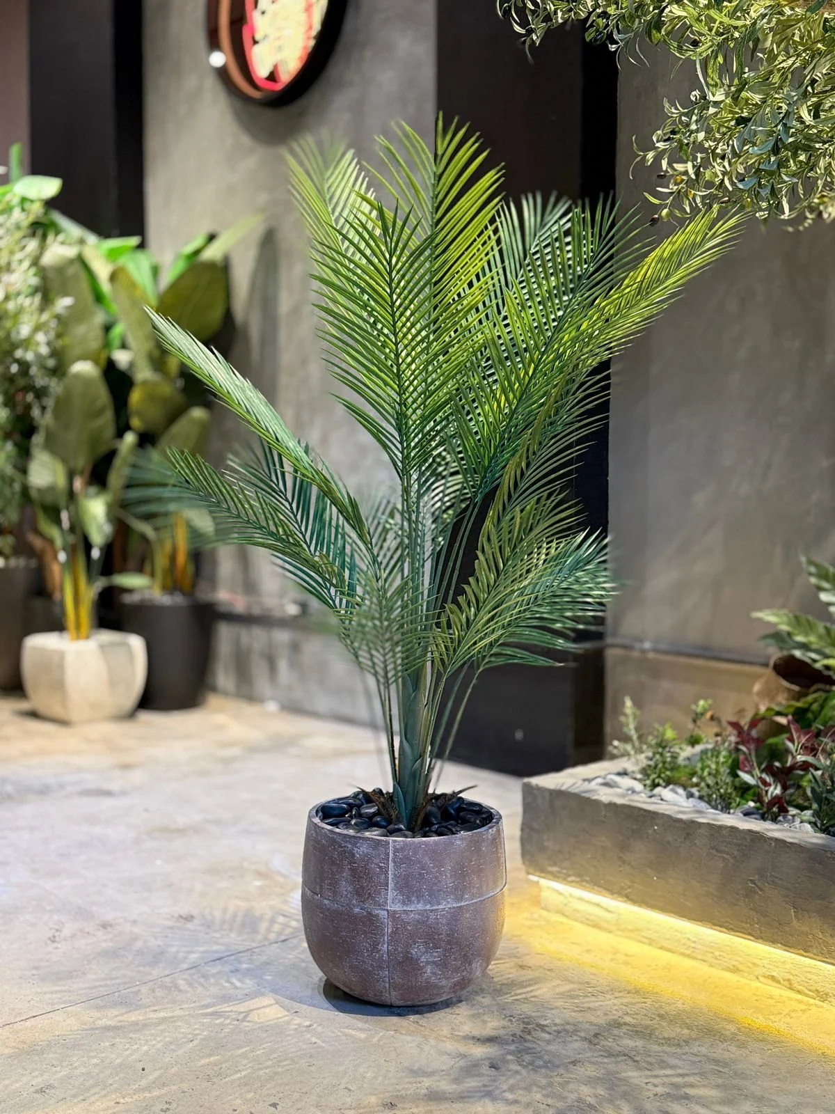 Plante Areca 110 cm