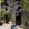 Jacaranda 200 cm