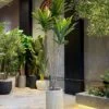 Dracaena 210 cm