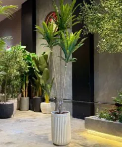 Dracaena 210 cm