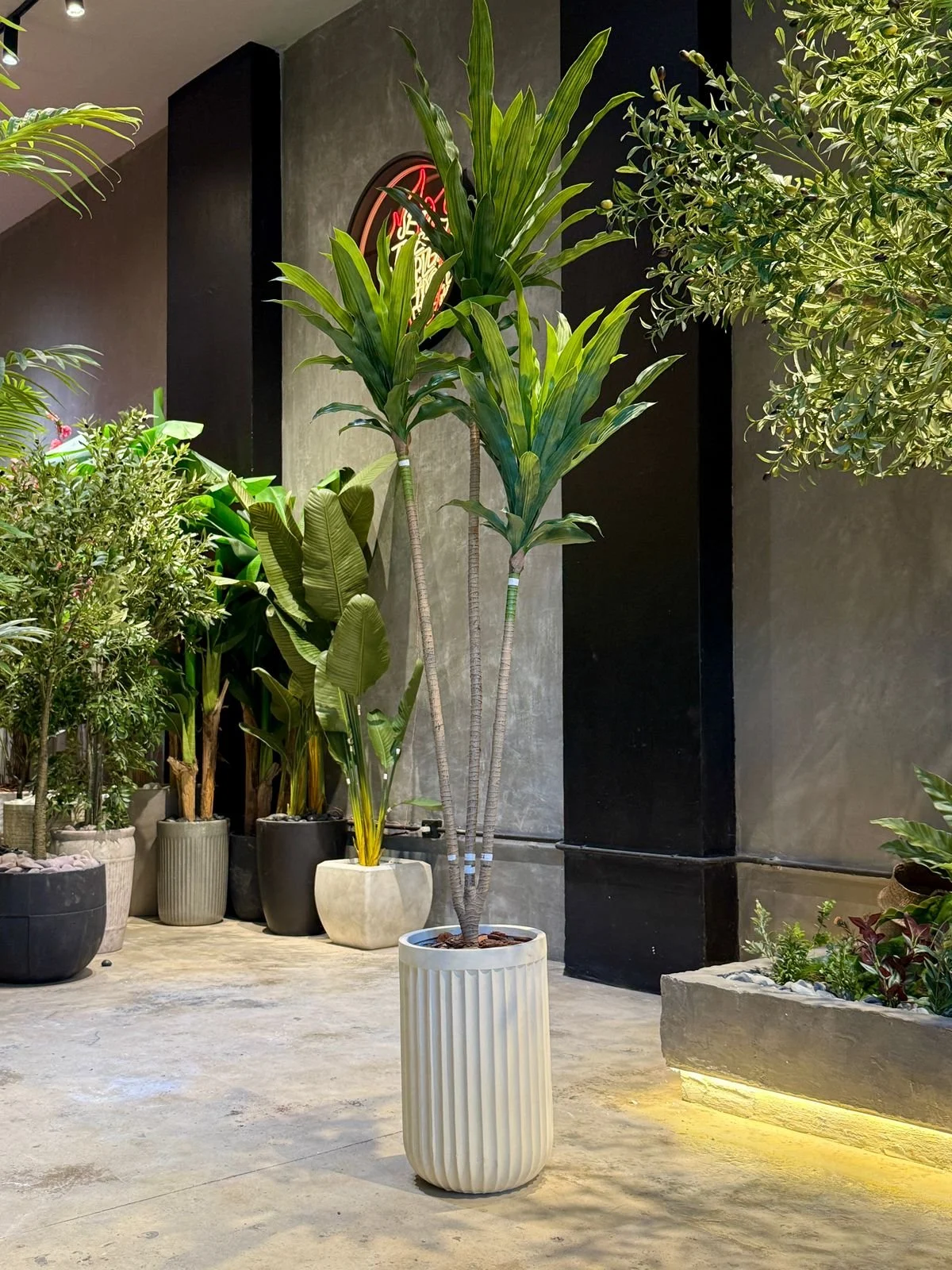 Dracaena 210 cm
