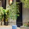 Plante de Bambou 190 cm