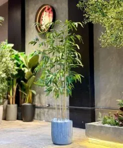 Plante de Bambou 190 cm