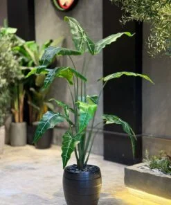 Plante Alocasia 160 cm