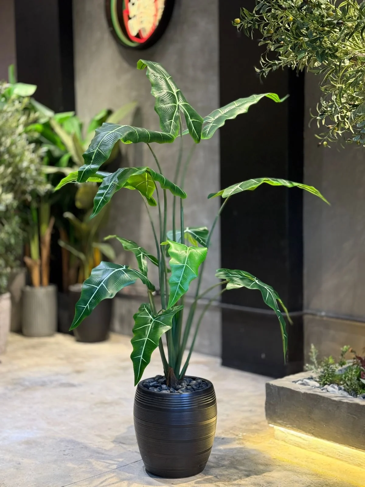 Plante Alocasia 160 cm