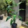 Plante Alocasia 160 cm
