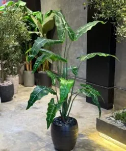 Plante Alocasia 160 cm