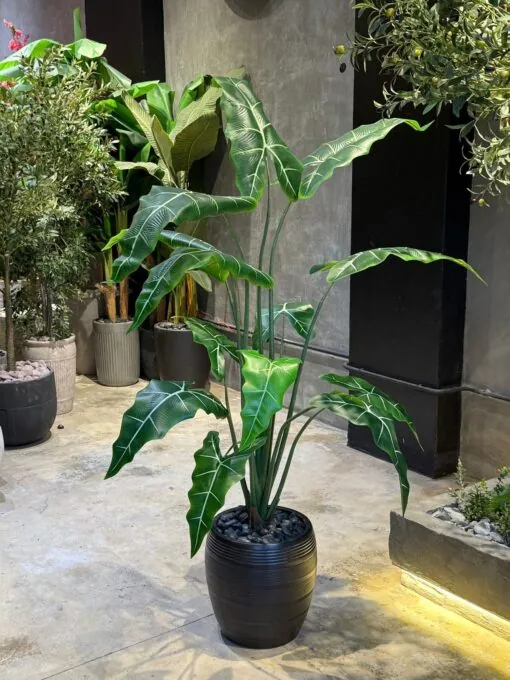 Plante Alocasia 160 cm