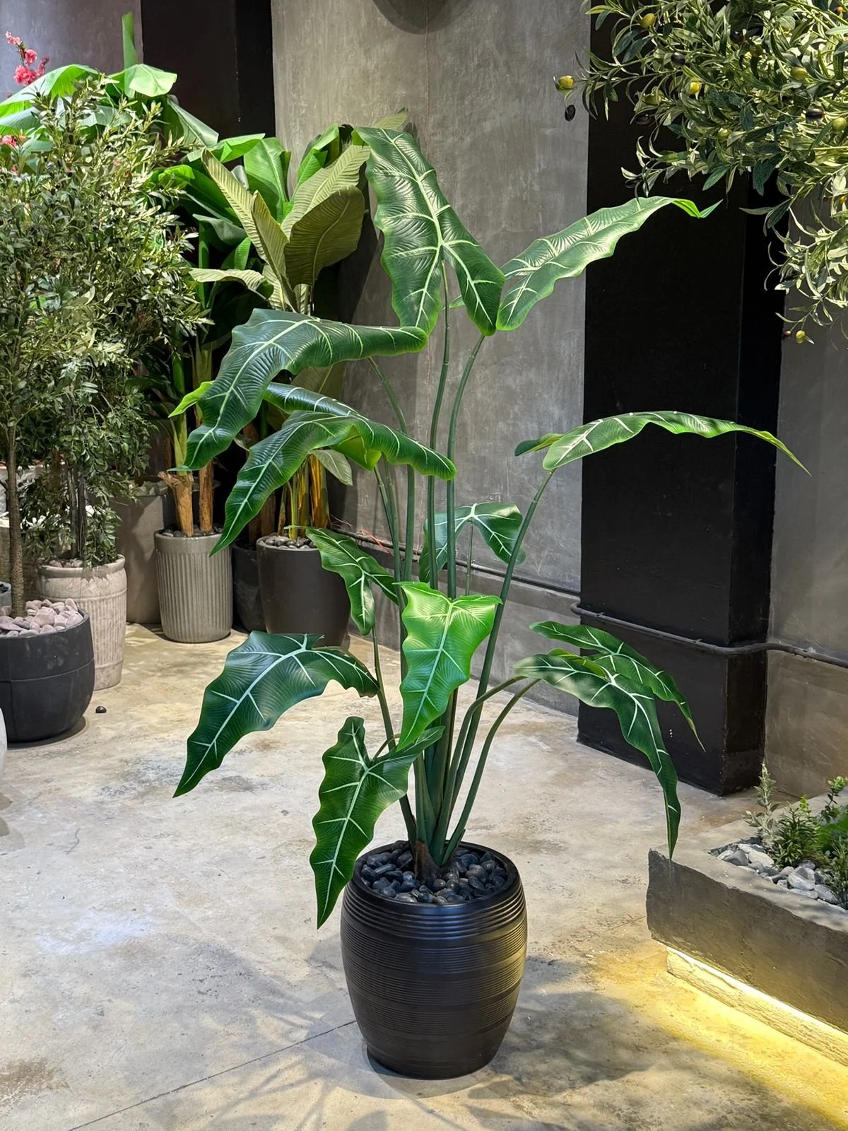 Plante Alocasia 160 cm