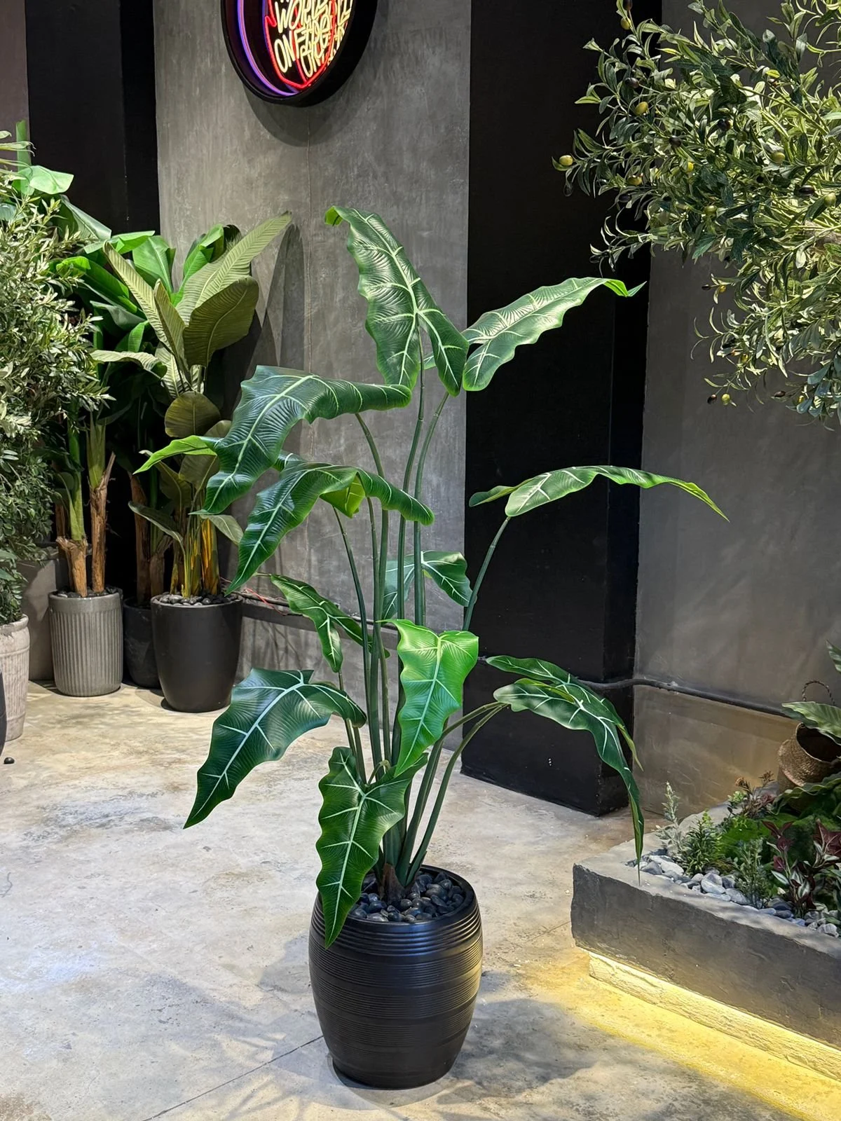 Plante Alocasia 160 cm