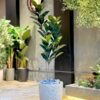 Ficus Elastica 150 cm 3 trunks (🚫without pot)