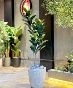 Ficus Elastica 150 cm 3 trunks (🚫without pot)