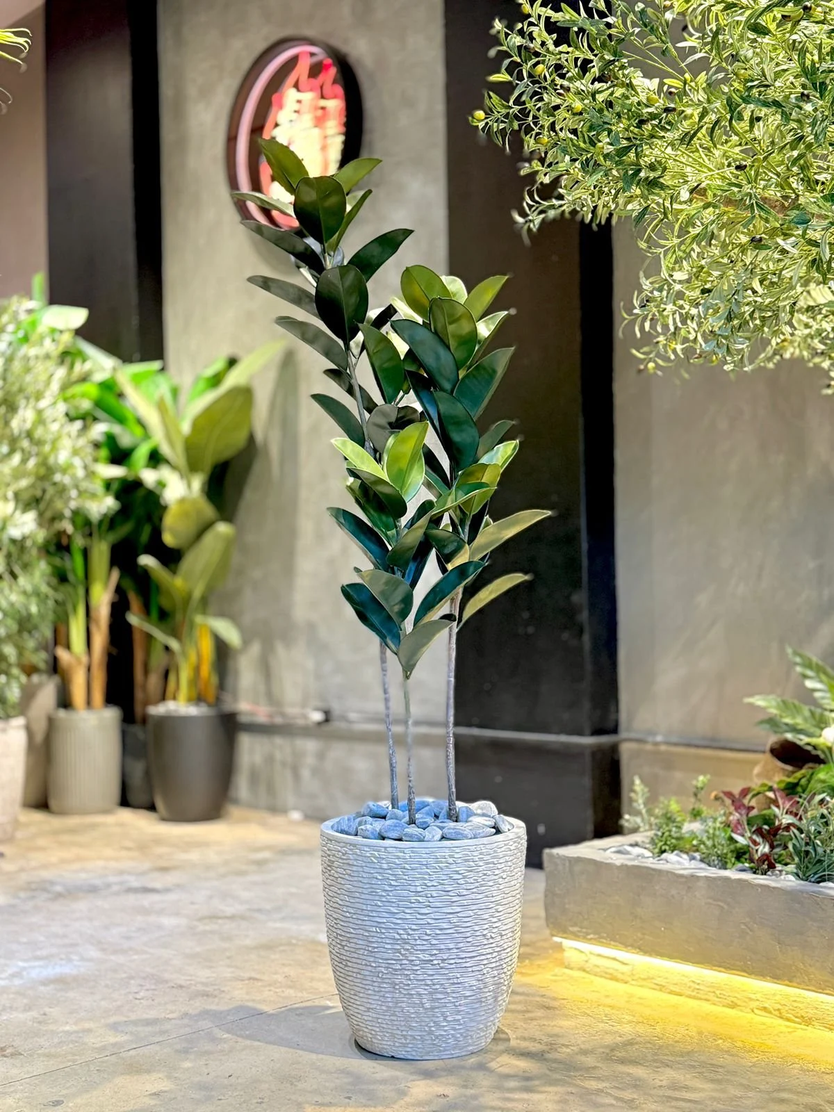 Ficus Elastica à 3 troncs 150 cm
