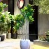 Ficus Elastica à 3 troncs 140 cm