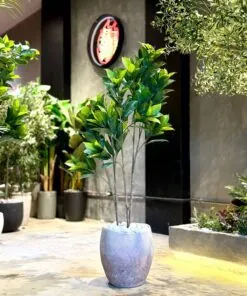 Ficus Elastica à 3 troncs 140 cm