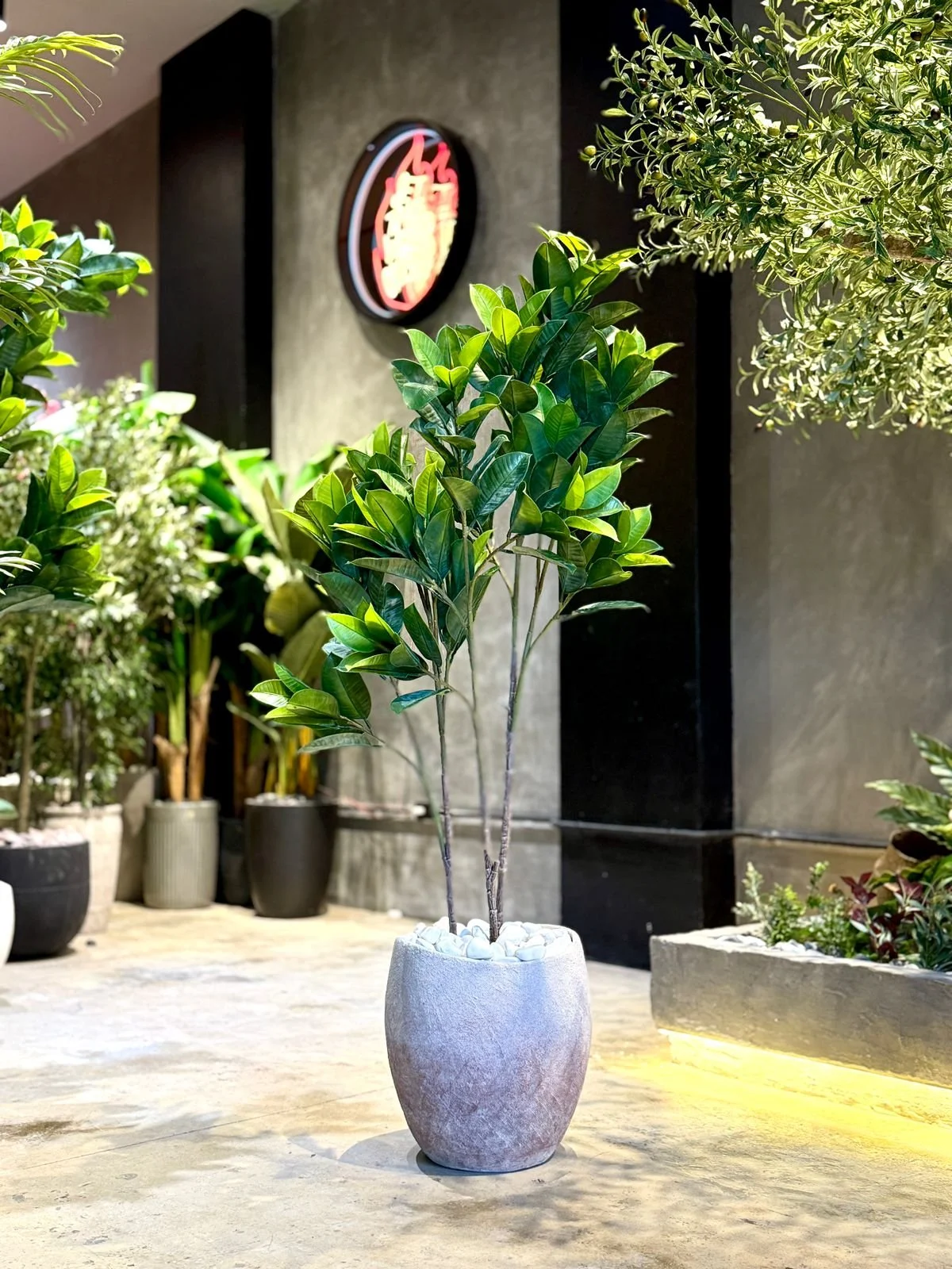 Ficus Elastica à 3 troncs 140 cm