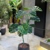 Monstera Deliciosa 140 cm (🚫without pot)