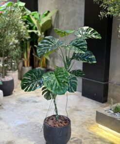 Monstera Deliciosa 140 cm (🚫without pot)