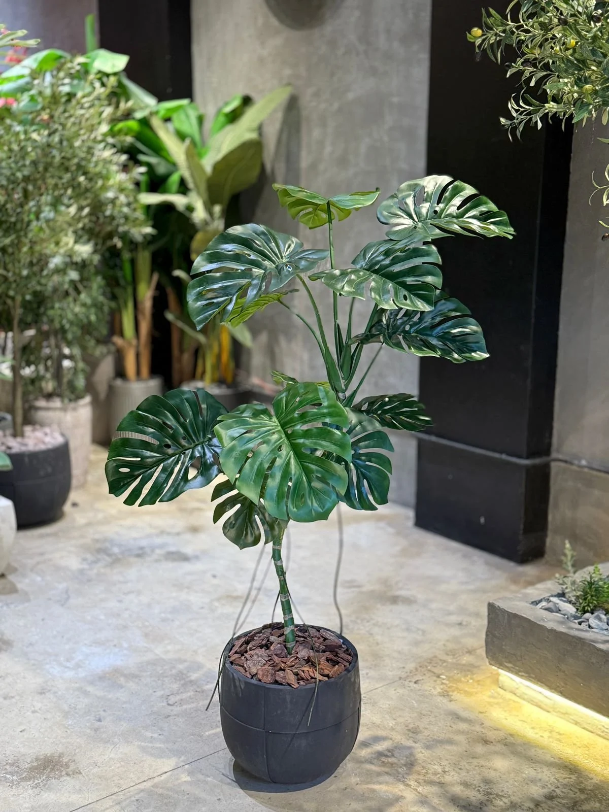 Monstera Deliciosa 140 cm