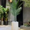 Plante Areca 140 cm