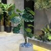 Monstera Deliciosa 120 cm (🚫without pot)