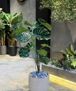 Monstera Deliciosa 120 cm (🚫without pot)