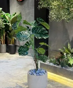 Monstera Deliciosa 120 cm
