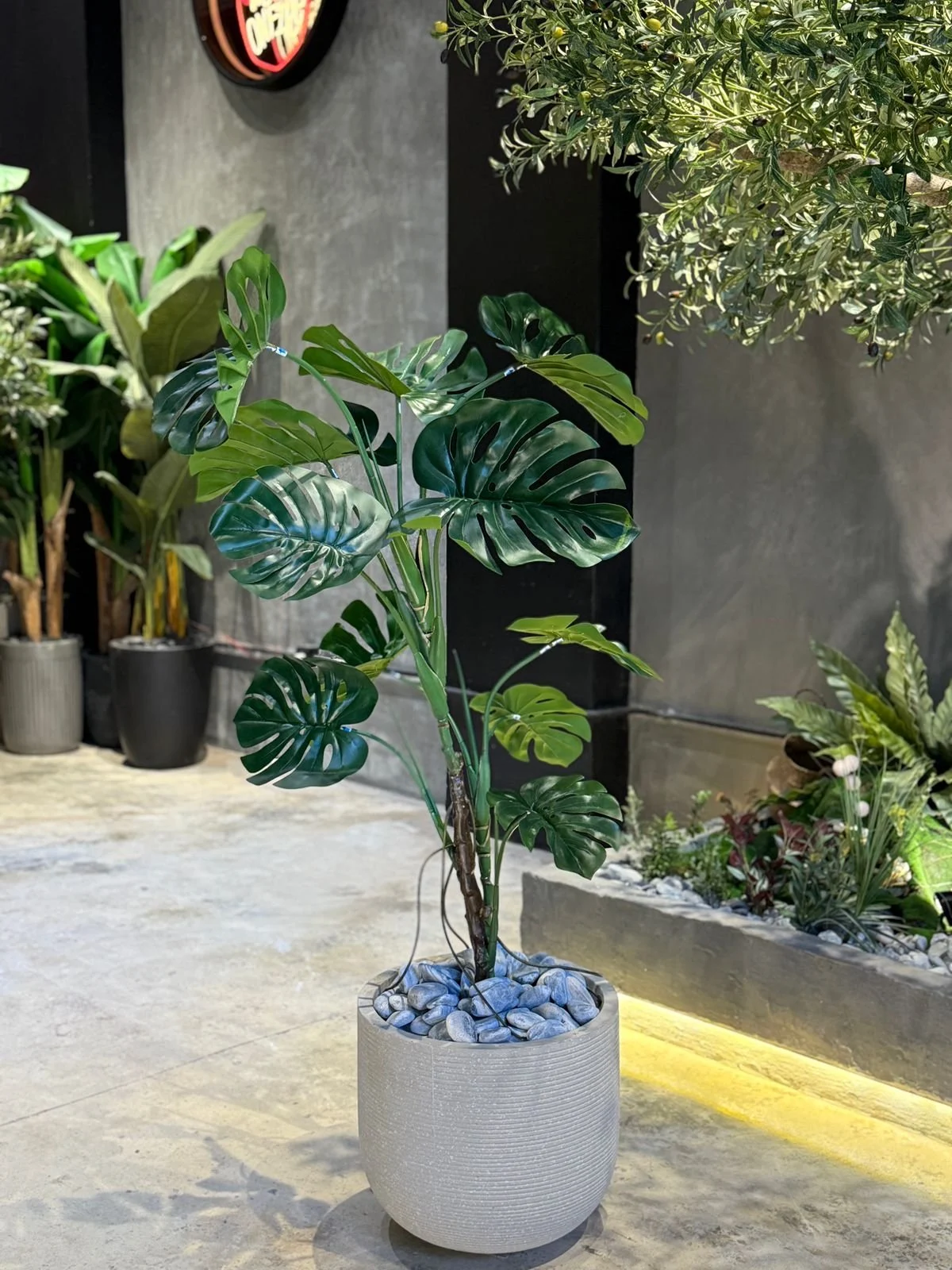 Monstera Deliciosa 120 cm
