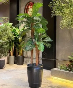 Palmier Areca à 3 troncs 180 cm