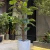 Palmier Areca à tronc unique 180 cm
