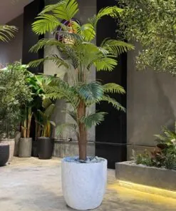 Palmier Areca à tronc unique 180 cm