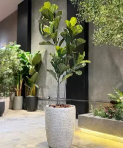 Ficus Lyrata 150 cm
