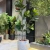 Ficus Lyrata 150 cm