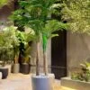 Palmier Areca à 3 troncs 210 cm