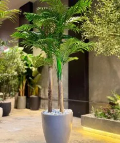 Palmier Areca à 3 troncs 210 cm