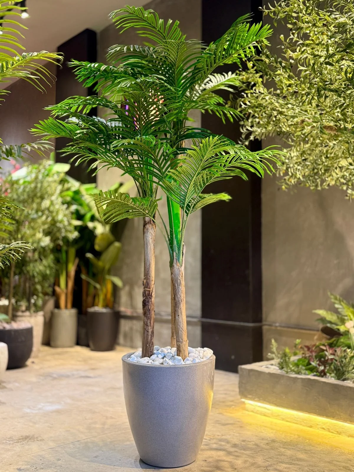 Palmier Areca à 3 troncs 210 cm
